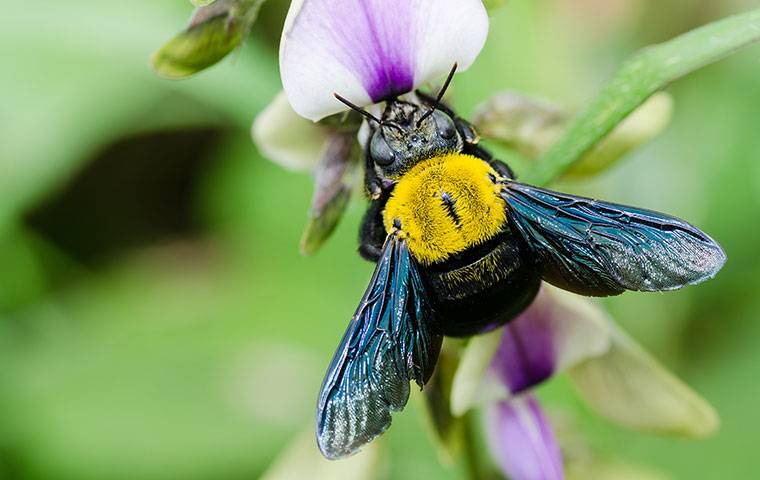 carpenter bee on purple flower