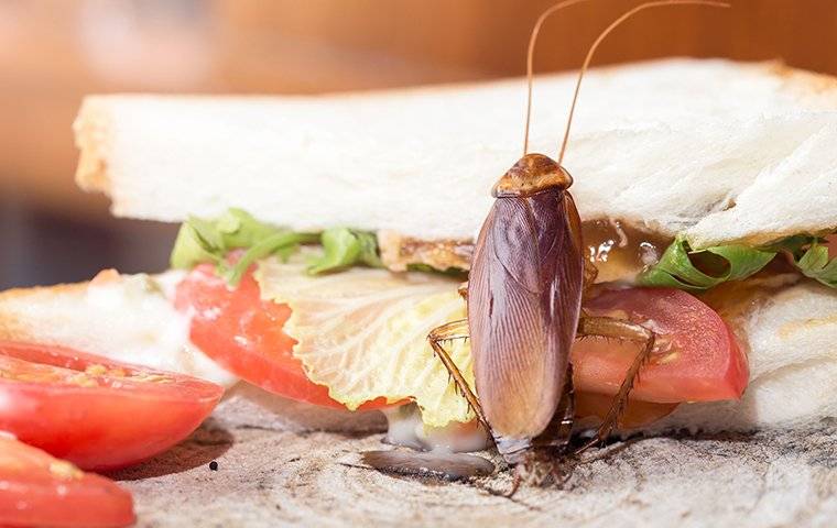 cockroach crawling on sandwich