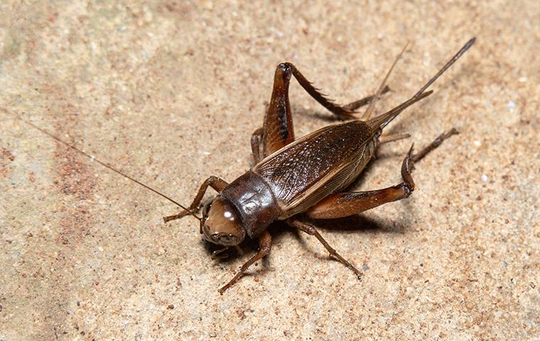 a cricket crawling in a home