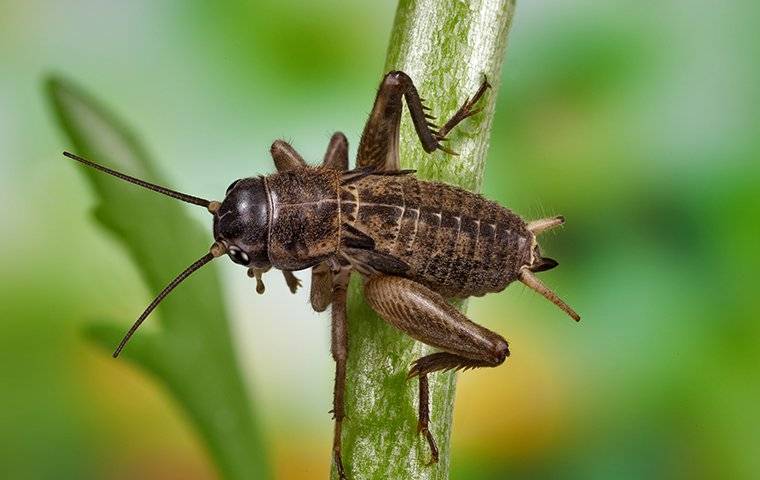 up close image of a cricket jumping on a plant stem