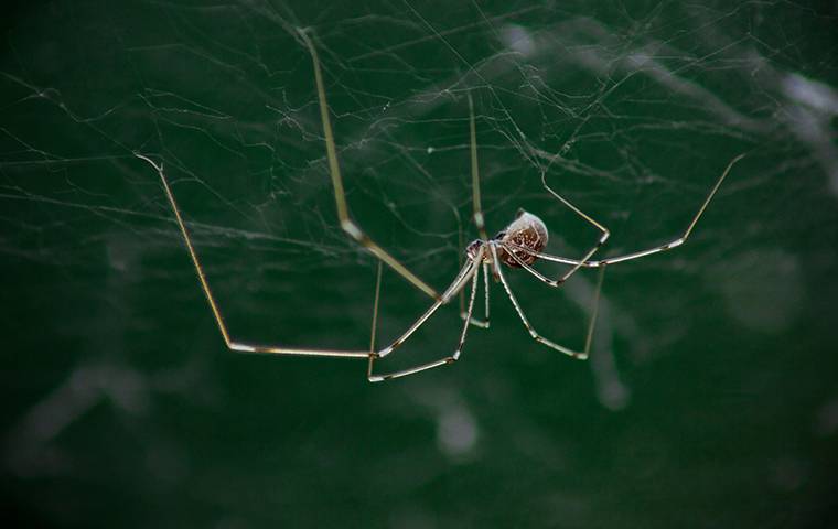 a daddy long leg spider in its web