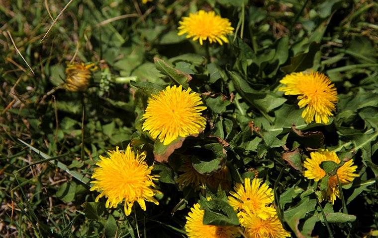 many dandelions in a yard