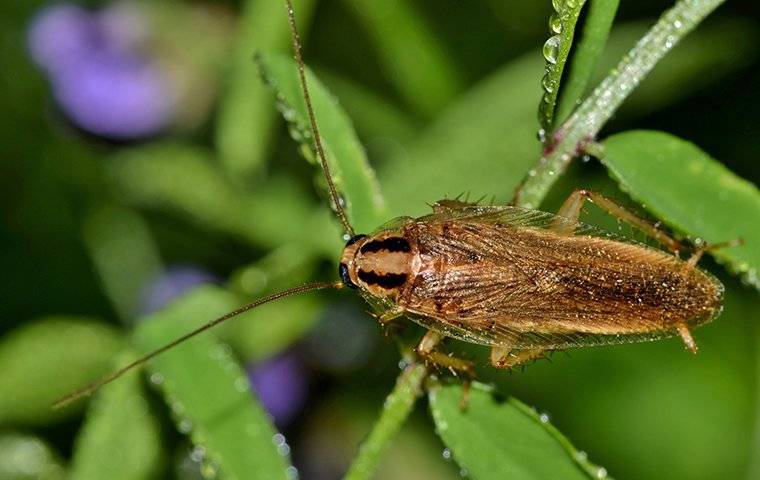 a german cockroach crawling on a green plant