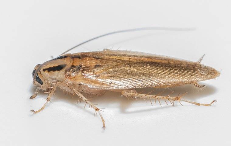 a german cockroach crawling in a home