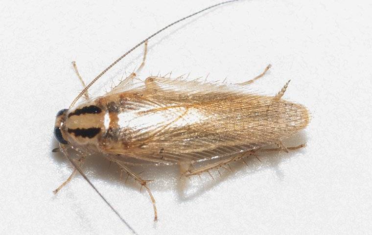 a german cockroach crawling on a kitchen counter