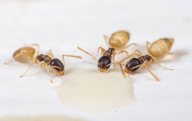 ghost ants drinking water