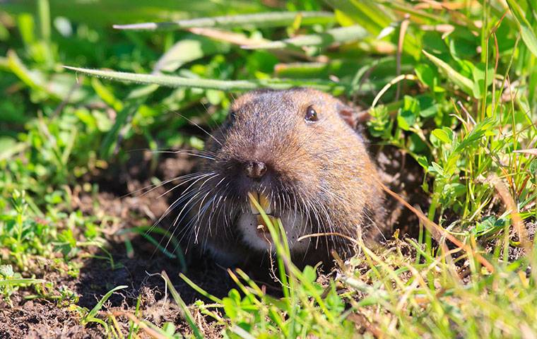 a gopher in a hole in grass