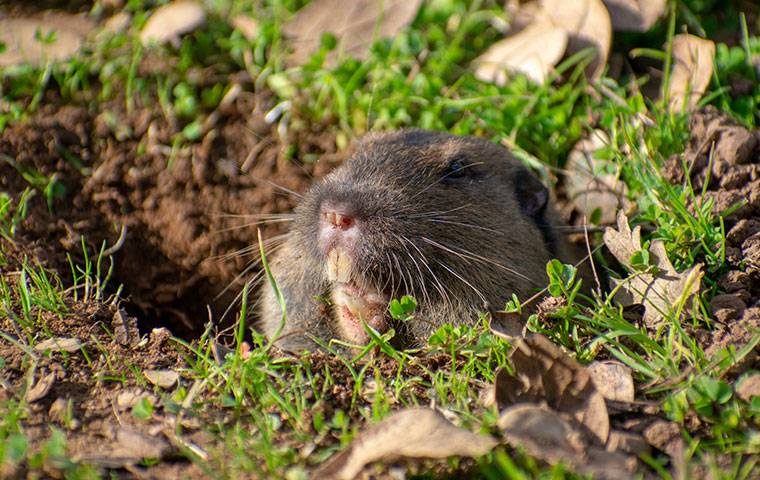 a gopher peeking out of a hole in a lawn