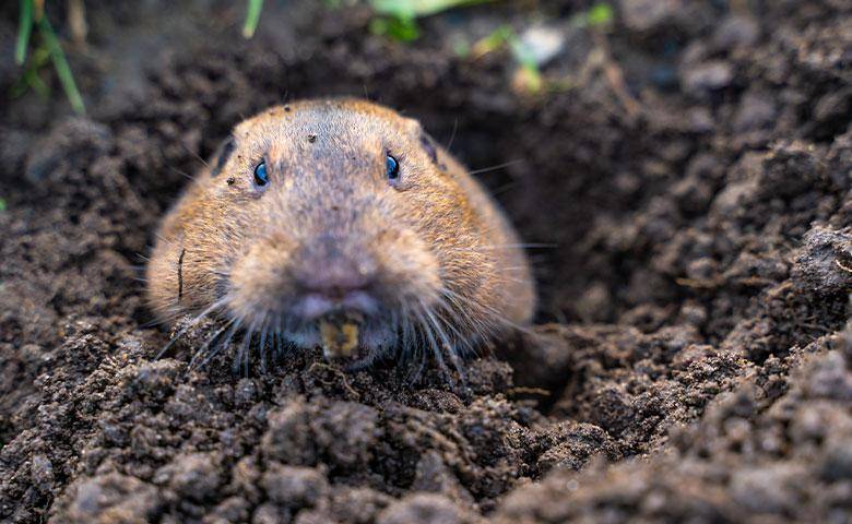 gopher in a yard