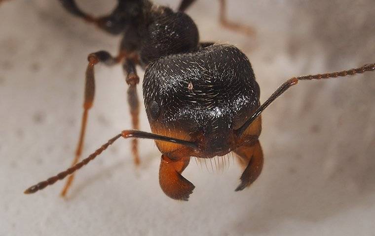up close image of the pinchers on a harvester ant