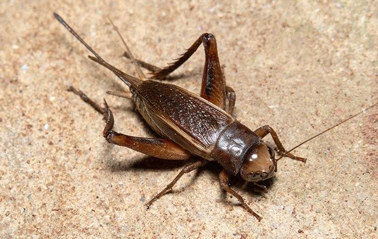 House Cricket Crawling On Kitchen Tile 1 