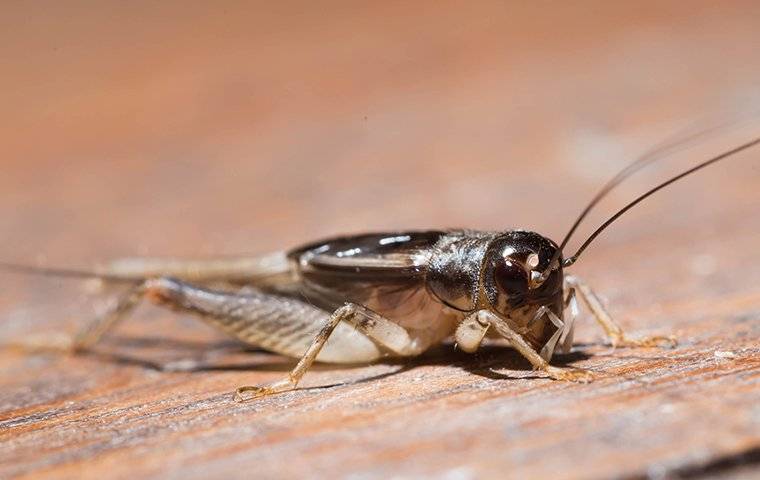 house cricket crawling on the floor