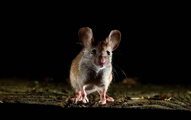 a house mouse crawling inside a home at night