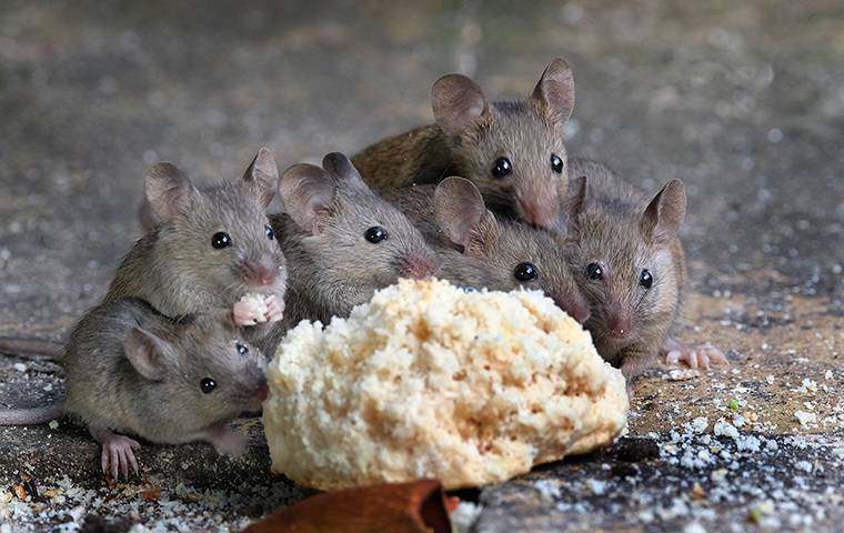 three mice eating bread