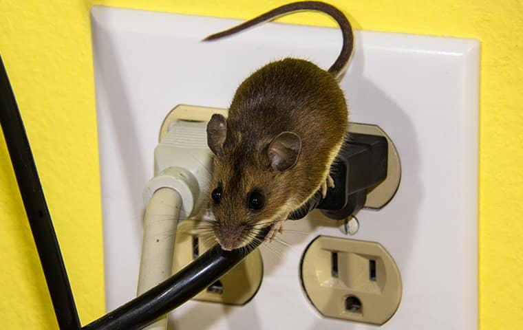 mouse on an electrical cord