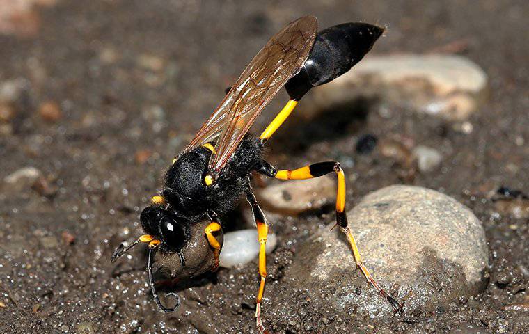 mud dauber on small rock