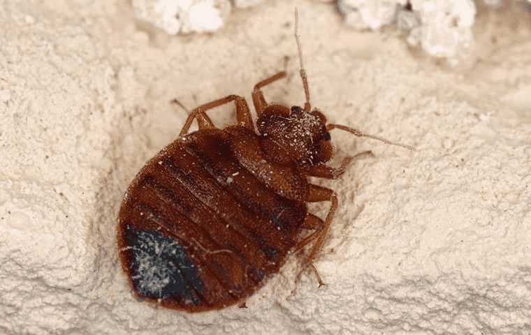 close up of bed bug