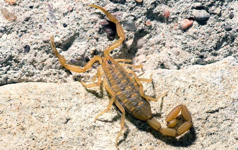 a bark scorpion crawling outside next to a home