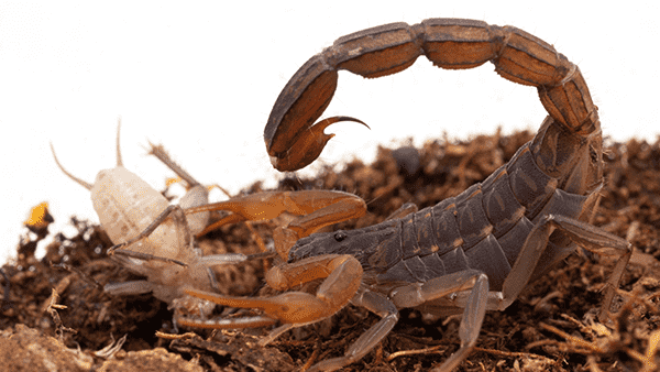 scorpion with arched tail