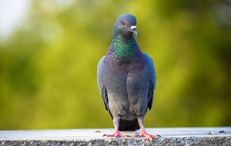 a pigeon outside a home