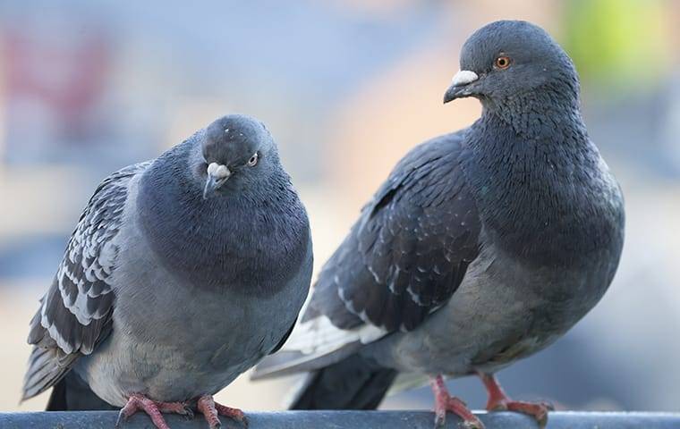 pigeons perched on a roof