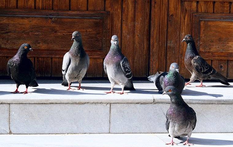 pigeons standing outside of a business