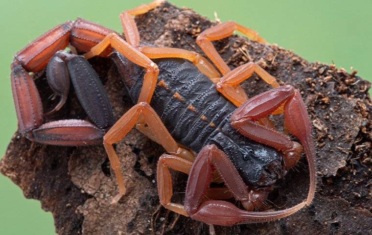 scorpion curled up on a dead tree