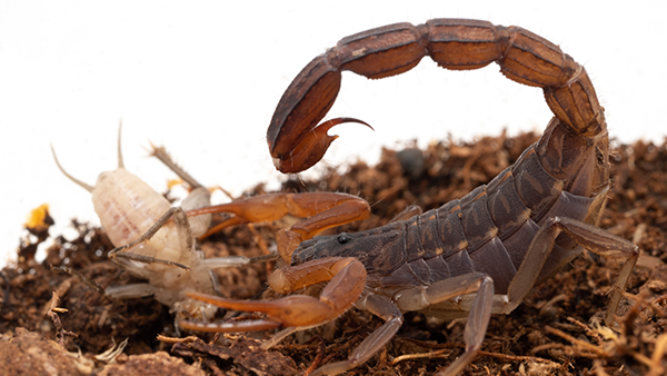scorpion with arched tail
