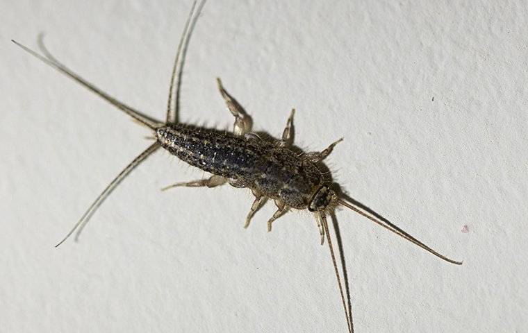 silverfish crawling on a paper