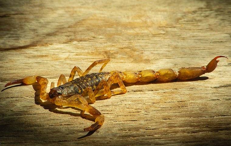 a striped bark scorpion on wood in a home