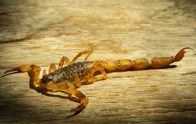 striped tail scorpion