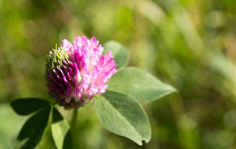 a sweet clover weed in a yard