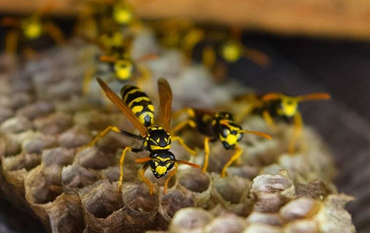 wasps crawling on their nest