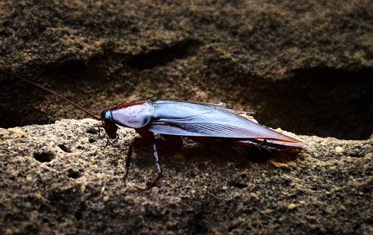 a brown cockroach on a home foundation