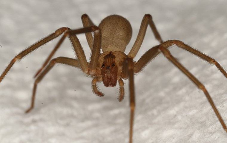 a brown recluse spider crawling on the floor in a home