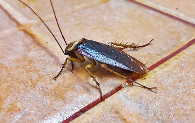 cockroach on kitchen tile