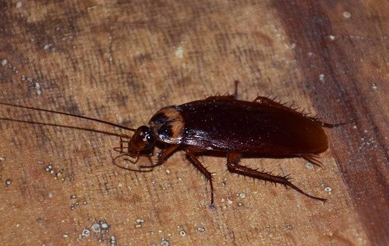 a cockroach crawling on a basement floor