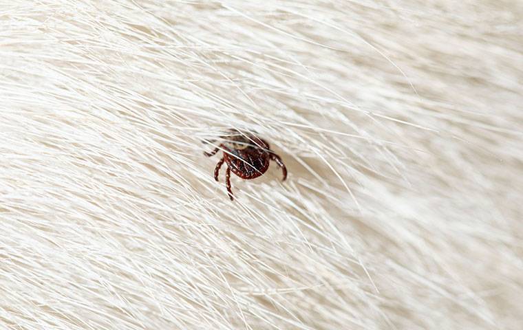 tick biting dog