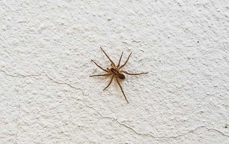 a house spider climbing up a wall
