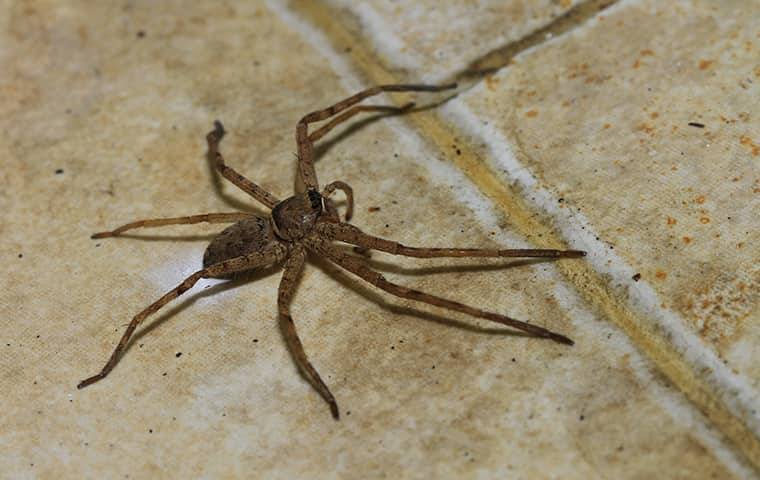 common house spider on floor