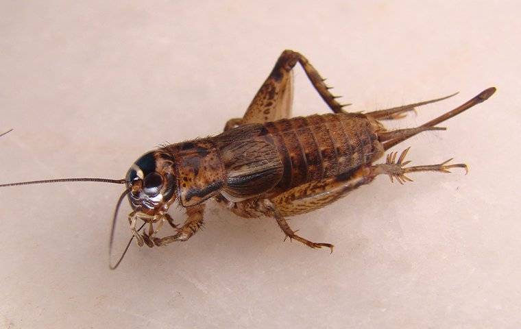 cricket on tile floor