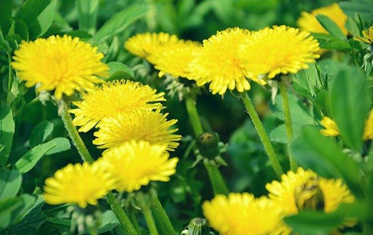 several dandelions in field