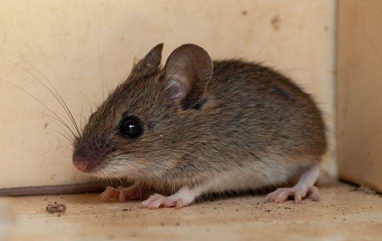 A house mouse in a cupboard in Cadence Master Community, NV.
