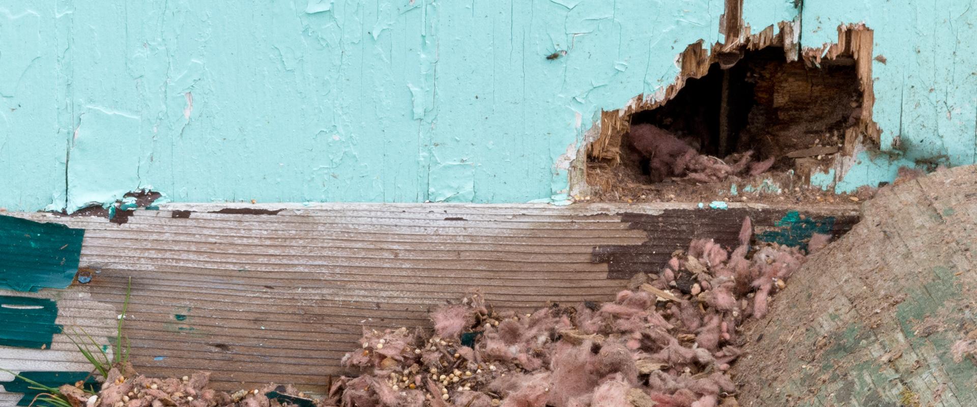 rodent hole in wall