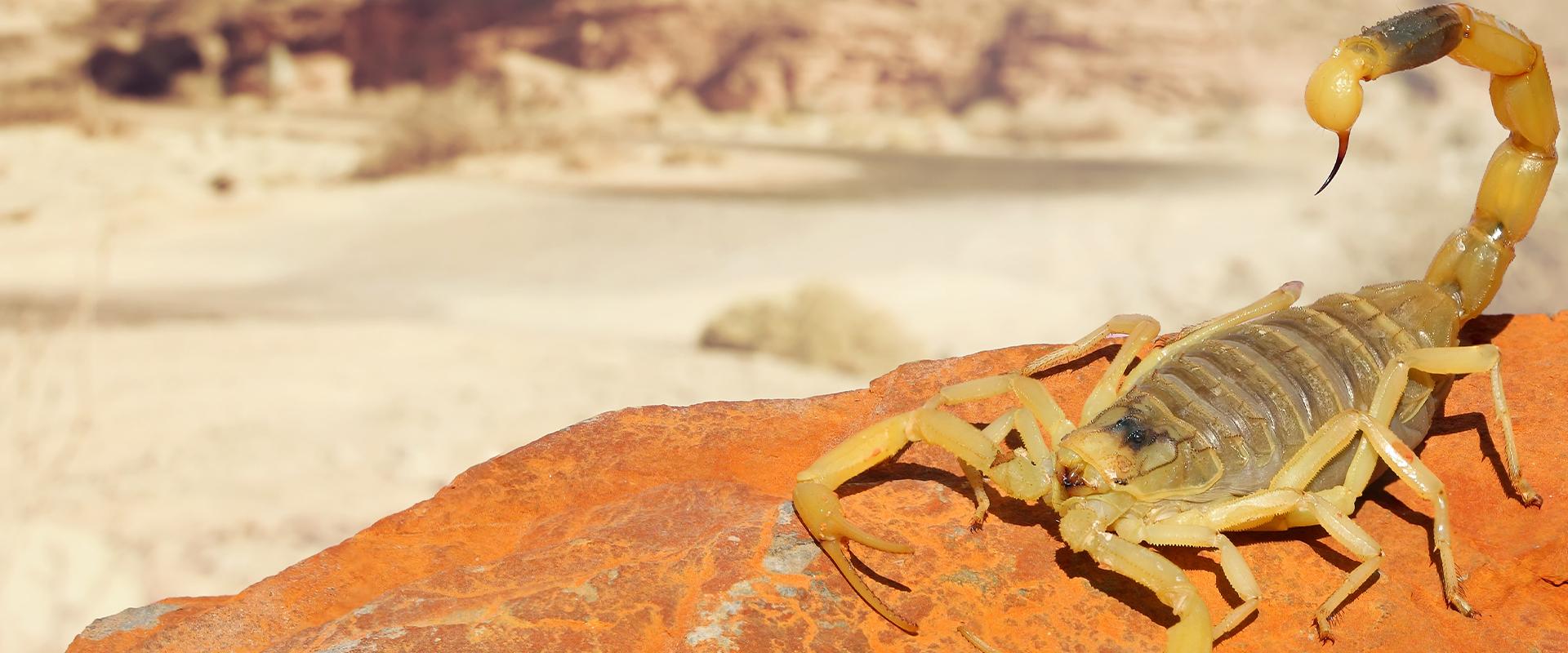 scorpion on rock