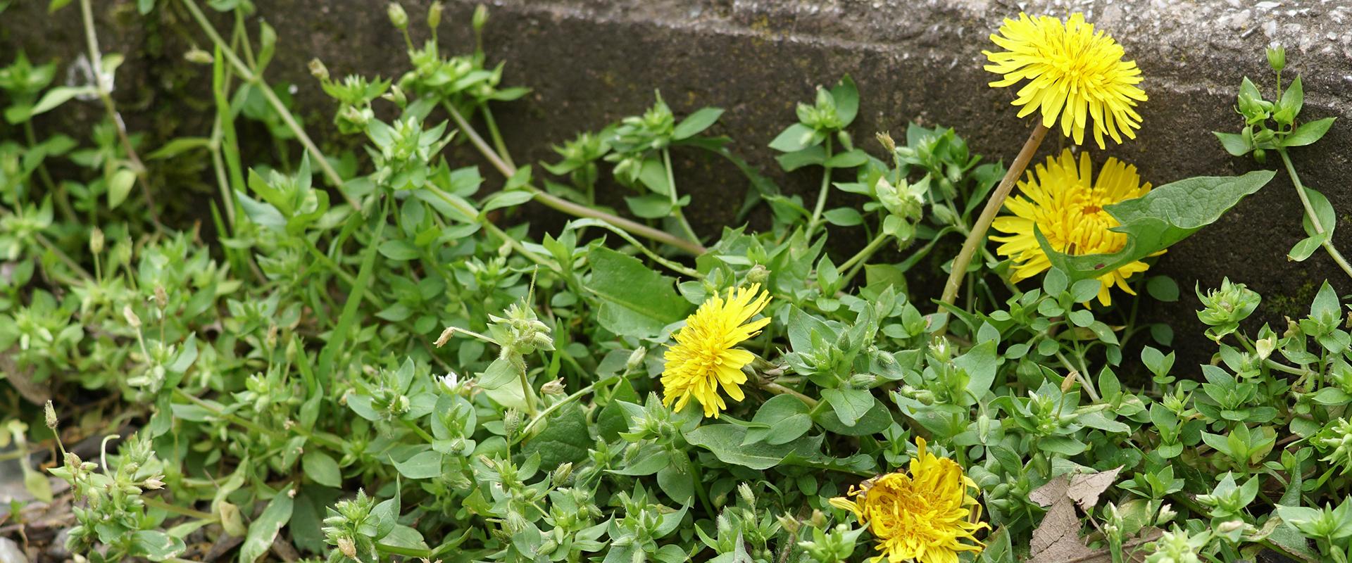 weeds on sidewalk