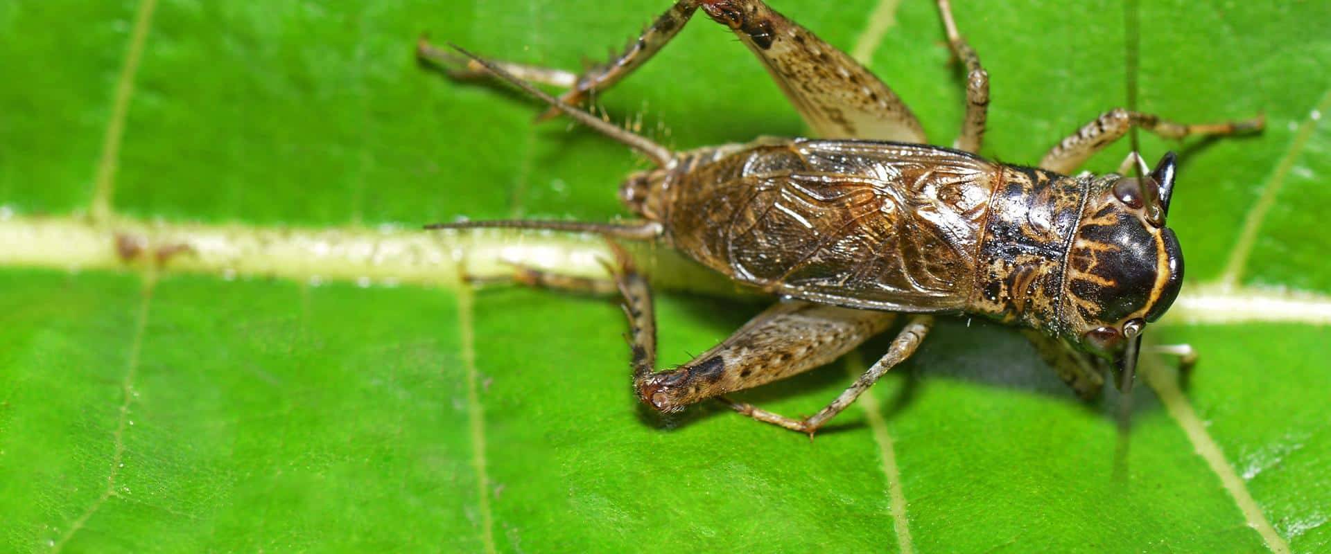 cricket on a leaf