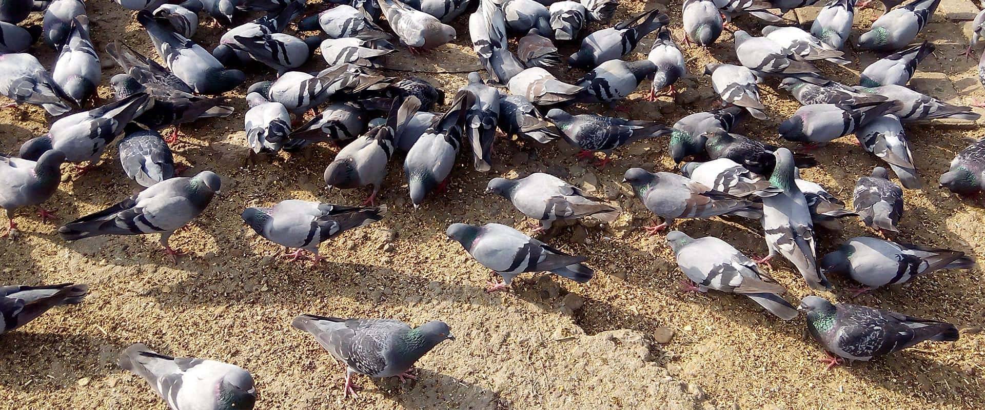 pigeons on ground