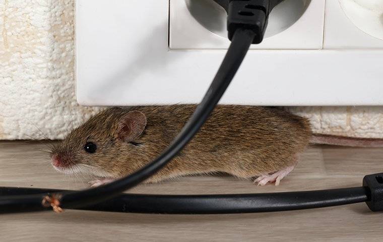 a mouse crawling under a desk and chewing wires