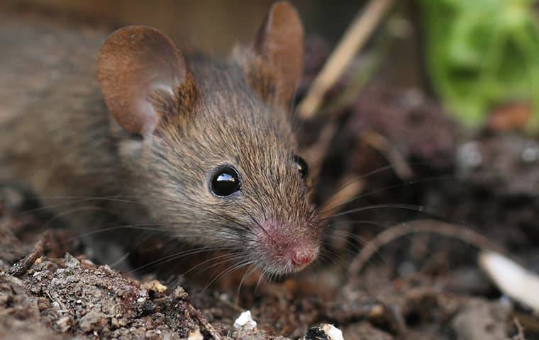 a mouse on the ground